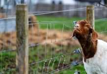 Garduri electrice moderne pentru ferme mici și mari: soluții practice pentru 2026